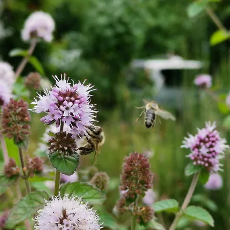 Elephant * טטנאנג