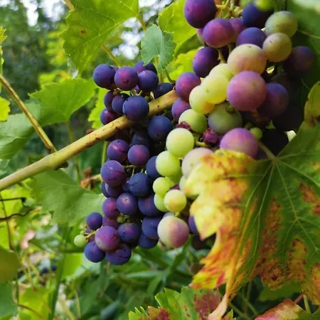 Elephant * テットナング