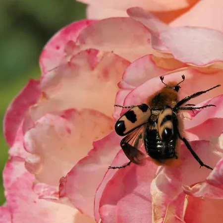 アパート Elephant テットナング