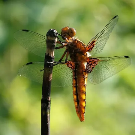 Apartment Elephant *