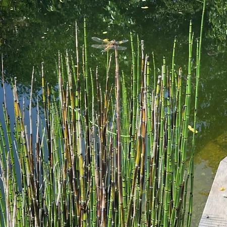 Elephant טטנאנג