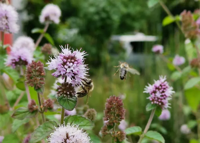 Elephant * טטנאנג