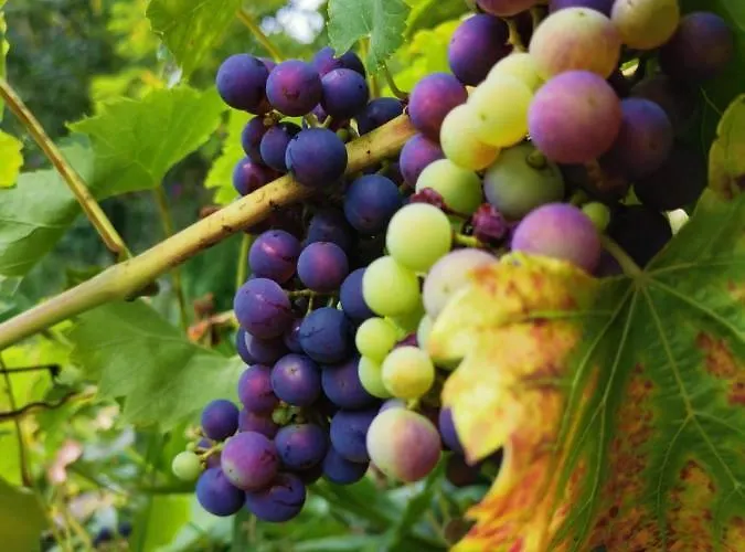 Elephant * טטנאנג