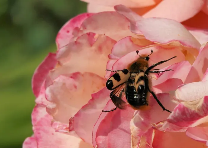 דירה Elephant טטנאנג