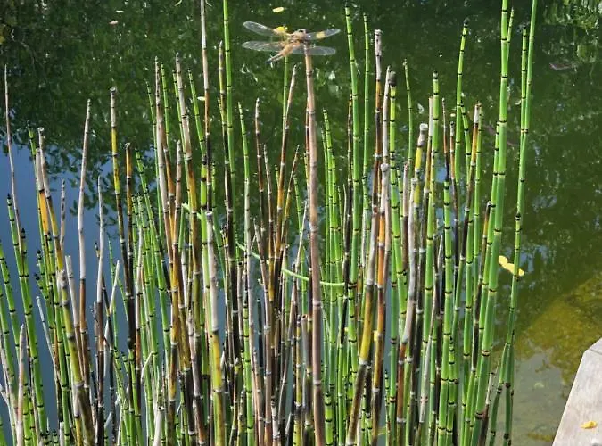 Elephant טטנאנג